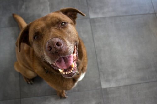 Urugwajski Cimarron: wszystko o tej rasie