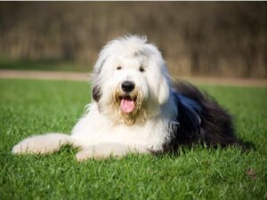 Różnice między owczarkiem staroangielskim a bearded collie
