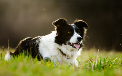 Border collie leży na łące
