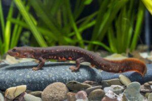 10 ciekawostek triturusów