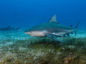 Jak rodzą się rekiny?