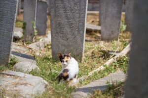 Kot jest bliski śmierci – 12 symptomów