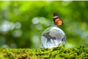 Różnica między organizmami autotroficznymi a heterotroficznymi