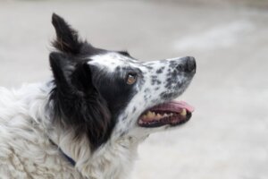 Pasterz Leoński: wszystko o tej rasie