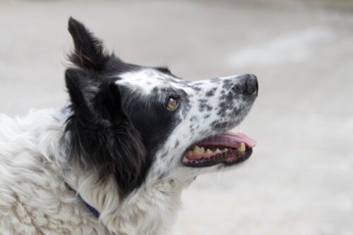 Pasterz Leoński: wszystko o tej rasie