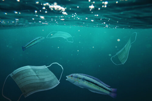 Maseczki pływające w oceanie, ryby