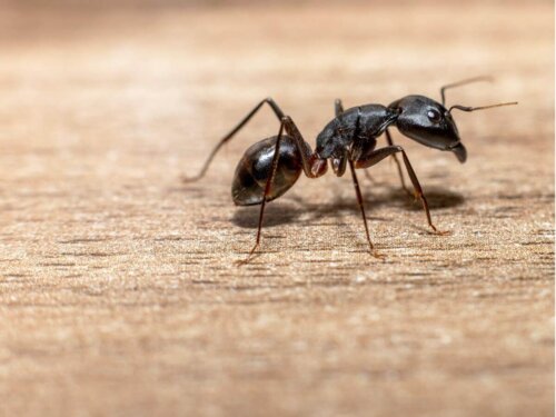 Mrówka na podłodze