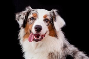 Różnice między border collie a owczarkiem australijskim