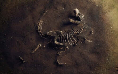 Co to jest paleoekologia?