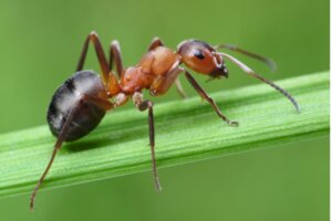 Roztocza w mrowisku: jak się ich pozbyć?