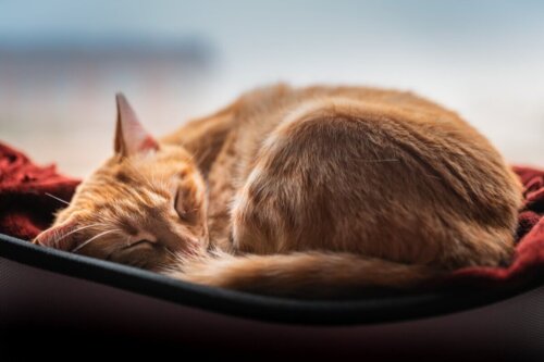 Śpiący kot
