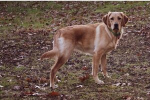 Goldador lub Golden Retriever Lab Mix: wszystko o tej rasie