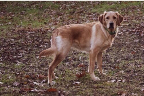 Goldador lub Golden Retriever Lab Mix: wszystko o tej rasie