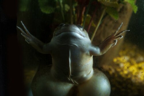 Afrykańska żaba szponiasta: siedlisko i cechy