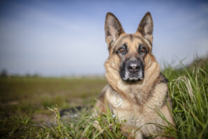 Historia Rin Tin Tin