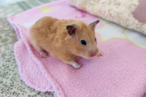 12 objawów stresu u chomików