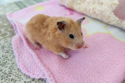 12 objawów stresu u chomików