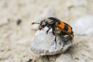 Metoda ochrony pokarmu przez chrząszcze