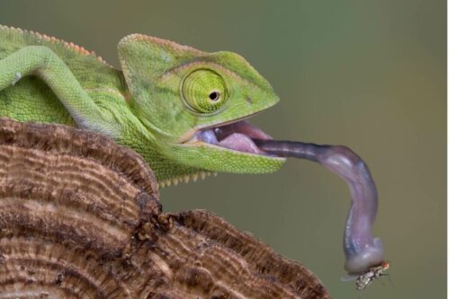 Kameleon