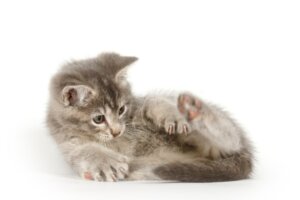 Dlaczego koty wąchają odbyt?