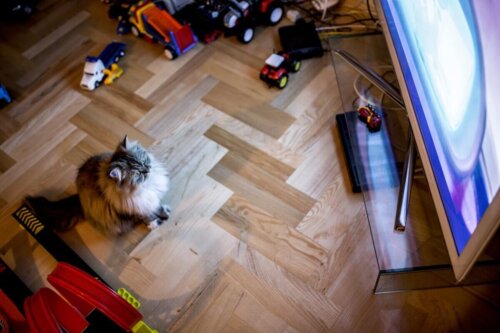 koty lubią oglądać telewizję