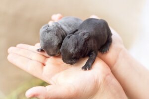 Jak rodzą się króliki?