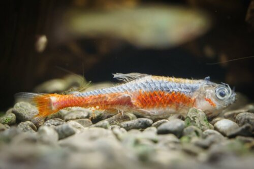 Moja ryba ma białą powłokę na ciele – co to jest?