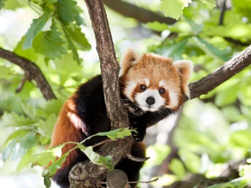 Pandka ruda na drzewie