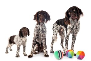 W jakim wieku psy przestają rosnąć?