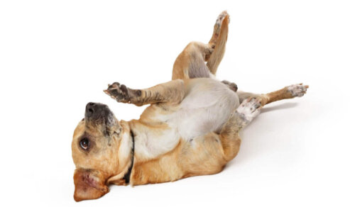 Pies leży na plecach, a czy psy mają pępek