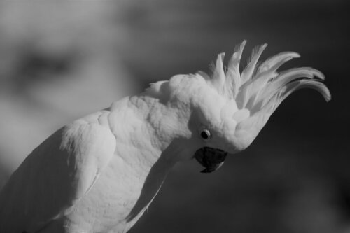 Stres u ptaków domowych: przyczyny, objawy i rozwiązania