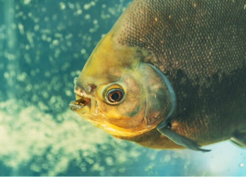 Ryba Pacu
