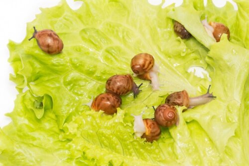 Ślimaki na liściu sałaty