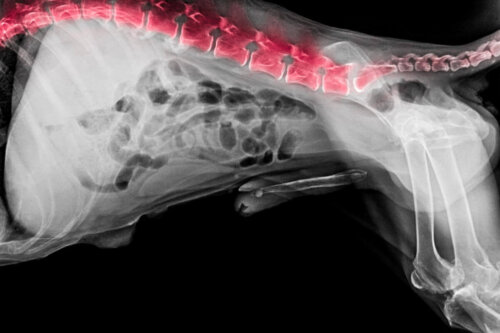 Zespół ogona końskiego