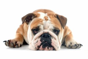 Najczęstsze choroby u buldoga angielskiego
