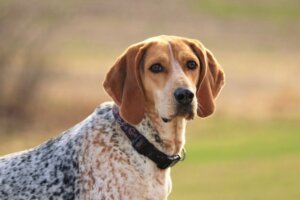 Amerykański Coonhound: wszystko o tej rasie