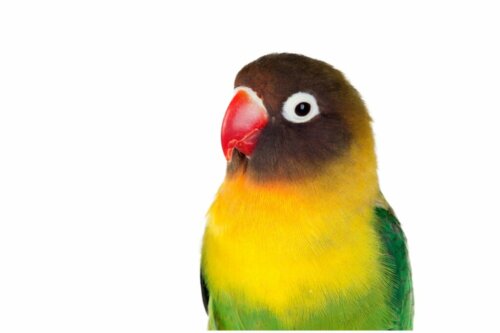 11 ciekawostek o agapornis