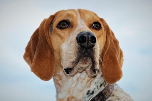 Amerykański coonhound