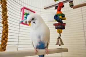 Jak zbudować klatkę dla ptaków?