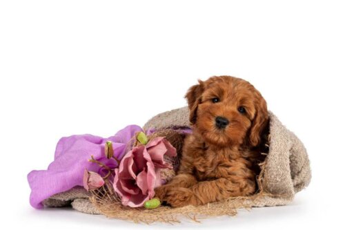 Cobberdog australiski