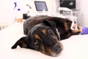 Czym jest rozedma płuc u psów?