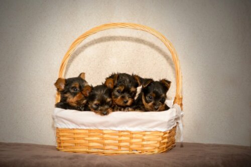 17 rzeczy, których potrzebuje szczeniak