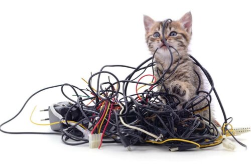 Kot z plikiem kabli