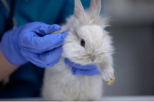 Lekarz bada stopy królika
