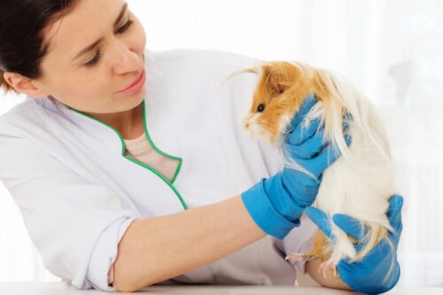 Lekarka trzyma świnkę morską