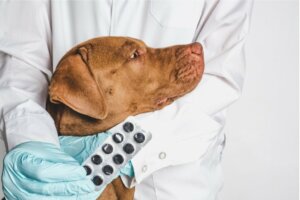 Deksametazon dla psów: zastosowania i skutki uboczne