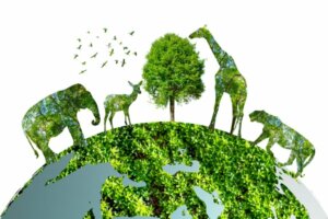 Międzynarodowy Dzień Różnorodności Biologicznej: jak jest obchodzony?