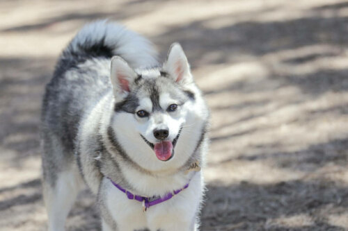Alaskan klee kai