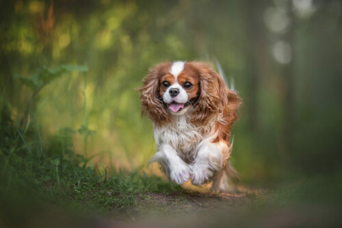 Cavalier king charles pies