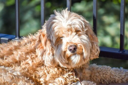 Goldendoodle leży na podłodze i opala się w słońcu